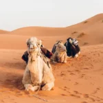 Camel Ride Morocco Guide: Everything You Need to Know Before You Go